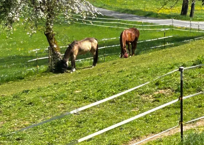 Am Rohrbacherhof Sabine Rueck Apartmán Steinau an der Straße